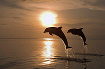 Bottlenose dolphins (Tursiops truncatus) jumping at sunset, Caribbean (non-ex)