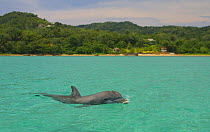 Bottlenose dolphin (Tursiops truncatus) swimming by tropical island, Caribbean (non-ex)