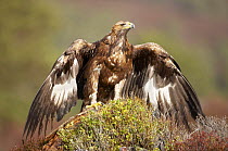 Golden eagle (Aquila chrysaetos) drying wings after rain, captive, Upland moor, Cairngorms NP, Scotland, UK, spring