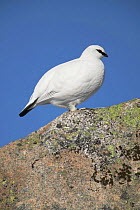 Male Rock ptarmigan (Lagopus mutus) on rock, winter plumage, Cairngorm mountains, Cairngorm NP, Scotland, UK, winter