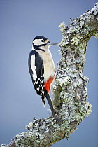 Female Great spotted woodpecker (Dendrocopus major) perched on a lichen covered branch, Cairngorm NP, Scotland, UK, winter