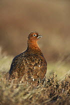 Male Red grouse (Lagopus lagopus scoticus) portrait, Moorland, North Yorkshire Moors NP, UK, spring