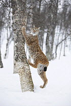 Female European lynx (Lynx lynx) beginning to climb a tree in snow, Boreal birch forest, captive, Nord-Trondelag, Norway, winter