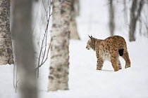Female European lynx (Lynx lynx) amongst trees in snow, captive, Boreal birch forest, Nord-Trondelag, Norway, winter