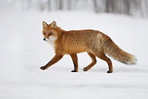 Red fox (Vulpes vulpes) hunting in a snow covered environment, Norway, winter