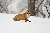 Red fox (Vulpes vulpes) walking through snow, Norway, winter