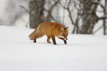 Red fox (Vulpes vulpes) walking through snow, Norway, winter