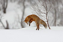 Red fox (Vulpes vulpes) leaping, hunting for prey in snow, Norway, winter