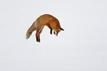 Red fox (Vulpes vulpes) leaping, hunting for prey in snow, Norway, winter