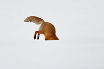 Red fox (Vulpes vulpes) hunting for prey in snow, partially hidden by snow in the foreground, Norway, winter