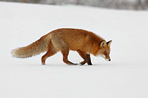 Red fox (Vulpes vulpes) following a scent in snow, Norway, Wild