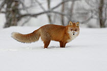 Red fox (Vulpes vulpes) with snow on face from hunting in snow, Norway, winter