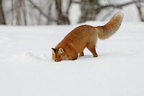 Red fox (Vulpes vulpes) hunting in snow, Norway, winter