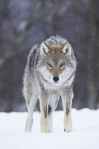 Male European grey wolf (Canis lupus lupus) portrait, Boreal birch forest, captive, Nord-Trondelag, Norway, winter