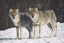 European grey wolf (Canis lupus lupus) two males in snow, captive, Boreal birch forest, Nord-Trondelag, Norway, winter