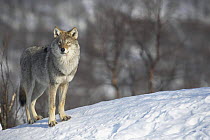 Male European grey wolf (Canis lupus lupus), standing atop a snow-laden mound, captive, Boreal birch forest, Nord-Trondelag, Norway, winter