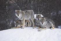Four European grey wolves (Canis lupus lupus) resting on snow-laden mound, captive, Boreal birch forest, Nord-Trondelag, Norway, winter