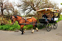 Tourists taking a horse and carriage tour, Guernsey, Channel Islands. May 2009.