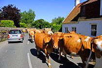 Cattle (Bos taurus) dairy cows herded along road, Guernsey, Channel Islands. May 2009.