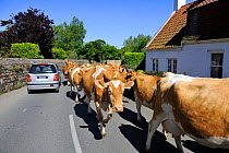Cattle (Bos taurus) dairy cows herd on road, Guernsey, Channel Islands. May 2009.