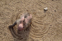 Old Japanese macaque (Macaca fuscata) making patterns on the ground, Shododshima, Japan