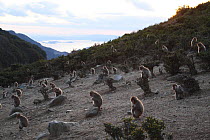 Japanese macaques (Macaca fuscata) spread out sitting on small rocks, Shodoshima, Japan