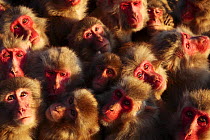 Japanese macaques (Macaca fuscata) faces looking up, huddling together for warmth on a cold day, Shodoshima, Japan