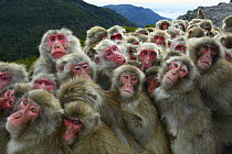 Japanese macaques (Macaca fuscata) huddling together for warmth on a cold day, Shodoshima, Japan