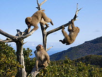 Japanese macaque (Macaca fuscata) juveniles playing at the top of a tree, Shodoshima, Japan