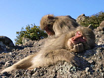 Japanese macaque (Macaca fuscata) resting on rock face, South slope of Shodoshima, Japan