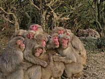 Two groups of Japanese macaques (Macaca fuscata) huddling together for warmth on a cold day, Shodoshima, Japan
