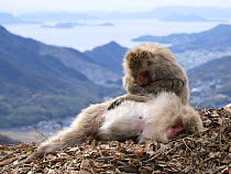 Two Japanese macaques (Macaca fuscata) one grooming the other resting, South slope of Shodoshima, Japan