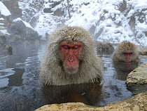 Female Japanese macaques (Macaca fuscata) in a hot spring to keep warm, only females and young bathe, Jigokudani, Joshinetsu Kogen NP, Nagano, Japan