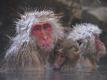 Japanese macaque (Macaca fuscata) holding young while bathing in hot spring to keep warm, only females and young bathe, winter, Jigokudani, Joshinetsu Kogen NP, Nagano, Japan
