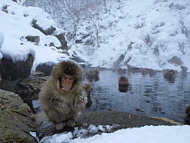 Japanese macaque (Macaca fuscata) eight months old sitting in front of a pool created by a hot spring  being used by females and young for bathing to keep warm, Jigokudani, Joshinetsu Kogen NP, Nagano...