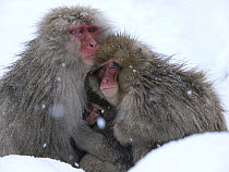 Japanese macaque (Macaca fuscata) family huddled together for warmth on a cold day, Jigokudani, Joshinetsu Kogen NP, Nagano, Japan
