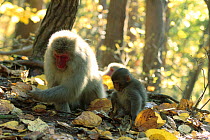 Japanese macaque (Macaca fuscata) searching for nuts with young watching, Jigokudani, Joshinetsu Kogen NP, Nagano, Japan