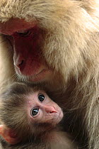 Japanese macaque (Macaca fuscata) nursing one month old baby, Jigokudani, Joshinetsu Kogen NP, Nagano, Japan
