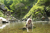 Female Japanese macaque (Macaca fuscata) bathing in a hot spring, only females and young bathe, Summer, Jigokudani, Joshinetsu Kogen NP, Nagano, Japan
