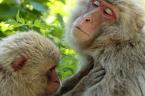 Young Japanese macaque (Macaca fuscata) grooming adult, Jigokudani, Joshinetsu Kogen NP, Nagano, Japan