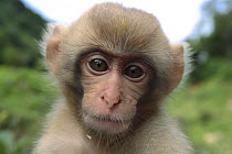 Japanese macaque (Macaca fuscata) baby, three months old, Jigokudani, Joshinetsu Kogen NP, Nagano, Japan