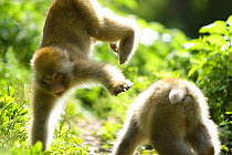 Juvenile Japanese macaques (Macaca fuscata) two years old, playing, Jigokudani, Joshinetsu Kogen NP, Nagano, Japan