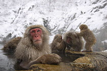Japanese macaques (Macaca fuscata) bathing in pool created by a hot spring to keep warm, only females and young bathe, Jigokudani, Joshinetsu Kogen NP, Nagano, Japan
