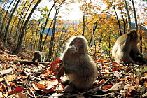 Young Japanese macaque (Macaca fuscata) eating nut with others foraging, Autumn, Jigokudani, Joshinetsu Kogen NP, Nagano, Japan