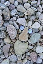 Troll face amongst beach pebbles, Claggain Bay, Islay, Scotland.