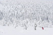 Cross country skier amongst trees laden with snow, Finland