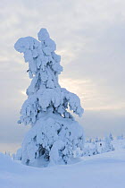 Trees laden with snow and ice (Tykky), Riisitunturi, Finland.