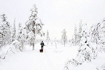 Man pulling a sledge through forest, past trees laden with snow, Riisitunturi National Park, Finland.