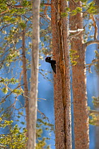 Black woodpecker (Dryocopus martius), in boreal forest, near Posio, Finland.