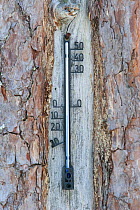 Thermometer attached to Scots pine (Pinus sylvestris), Finland.